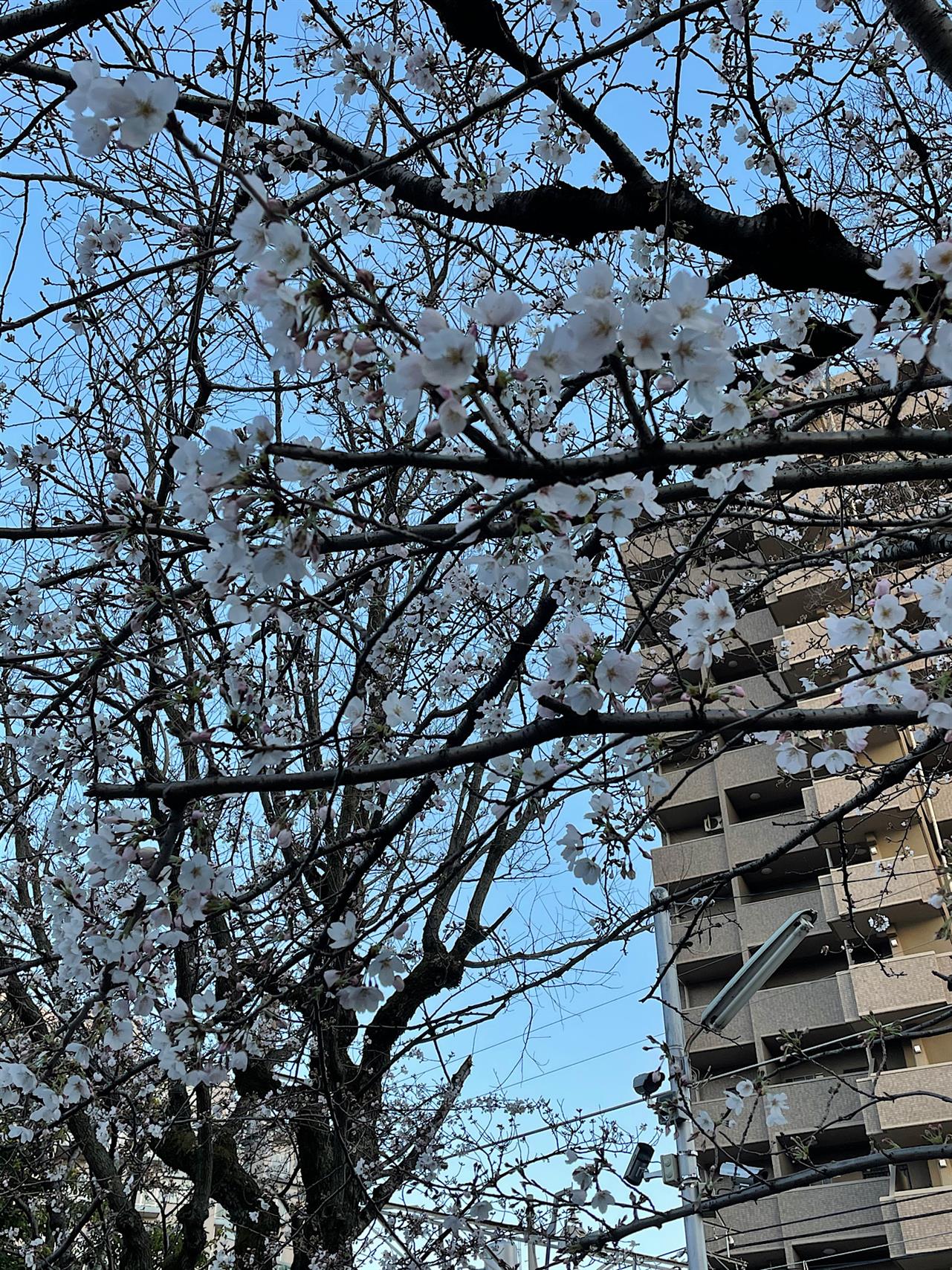 桜がチラホラ咲いています